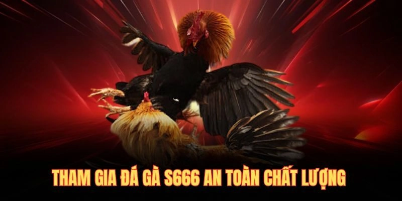 Tham gia đá gà S666 an toàn chất lượng 