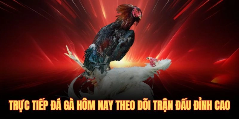 Trực Tiếp Đá Gà Hôm Nay Theo Dõi Trận Đấu Đỉnh Cao